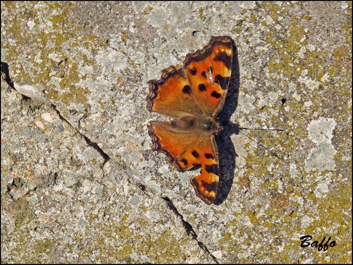 Vanessa atalanta e ?